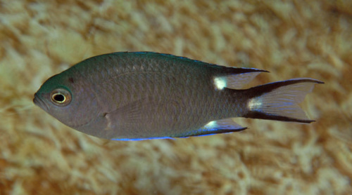 ภาพ ปลาสลิดหินเขียว trialpha (Chromis trialpha)