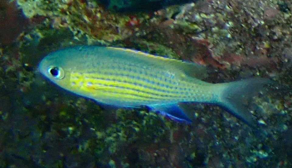 ภาพ ปลาสลิดหินเขียว vanderbilti (Chromis vanderbilti)