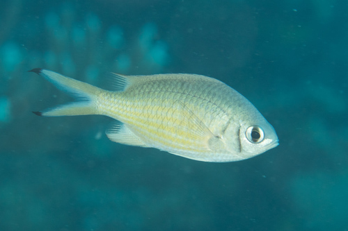 ภาพ ปลาสลิดหินเขียว weberi (Chromis weberi)