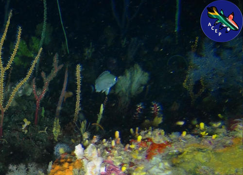 ภาพ ปลาสลิดหินเขียว woodsi (Chromis woodsi)