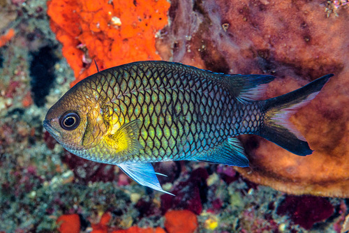 ภาพ ปลาสลิดหินเขียวลายเส้น (Chromis xanthochira)