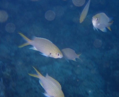 ภาพ ปลาสลิดหินเขียวอาระเบีย (Chromis xanthopterygia)