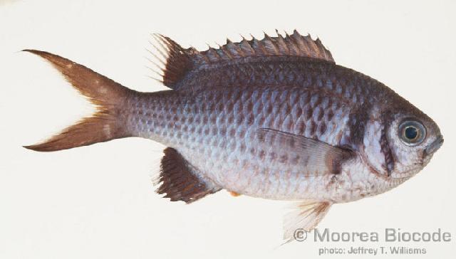 ภาพ ปลาสลิดหินเขียวดำ (Chromis xanthura)