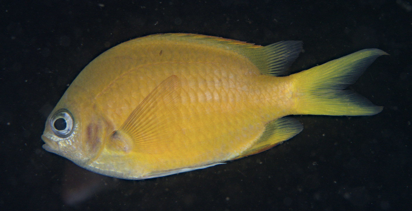 ภาพ ปลาสลิดหินเขียวเหลืองน้ำตาล (Chromis xouthos)