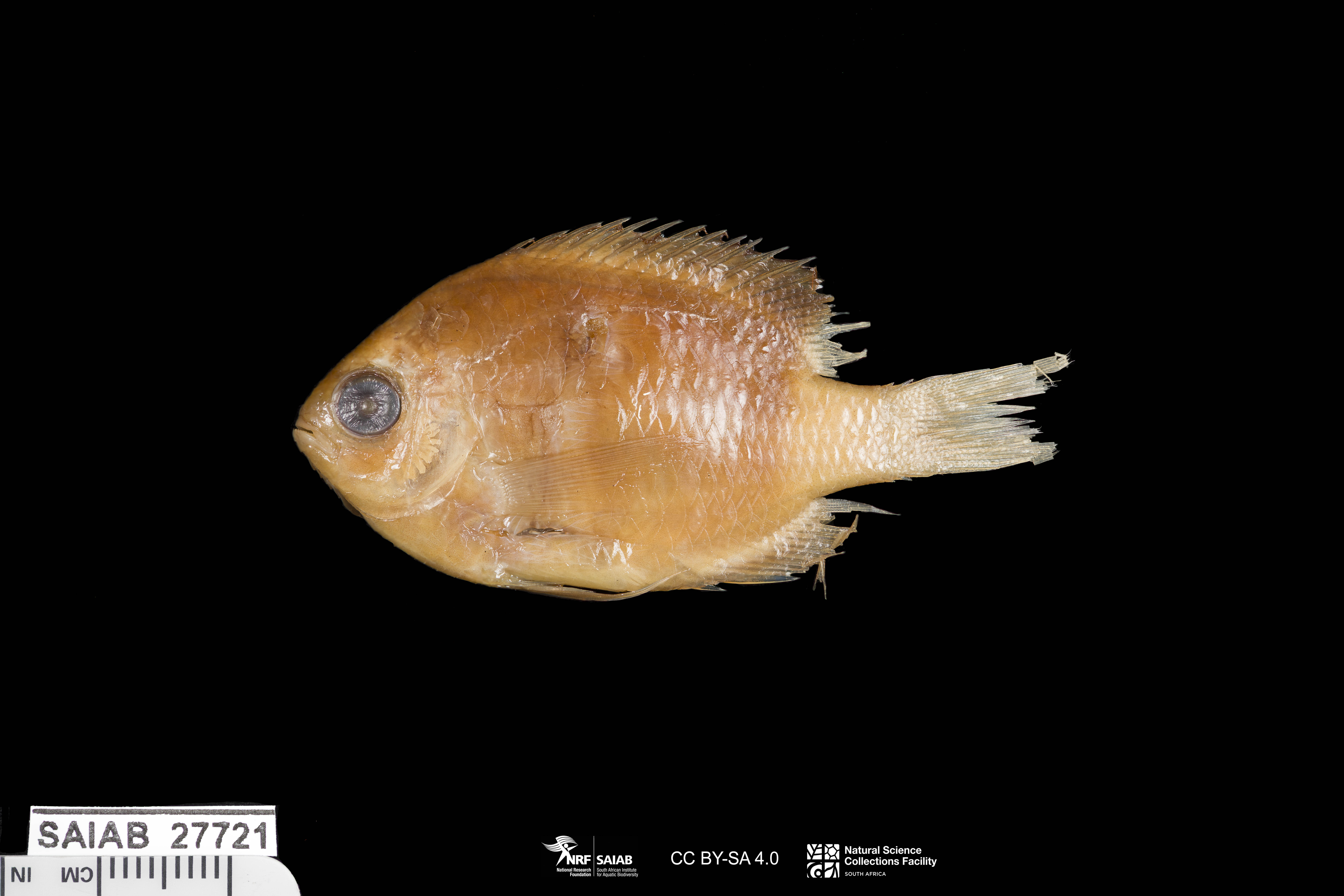 ภาพ ปลาสลิดหินเขียว xutha (Chromis xutha)