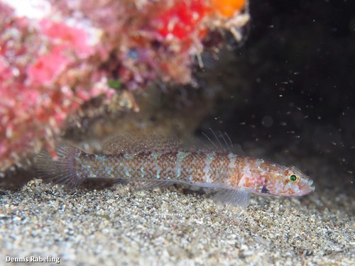 ภาพ ปลาบู่บู่ (Chromogobius britoi)