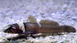 ภาพ ปลาบู่ลายบั้งบู่ (Chromogobius quadrivittatus)