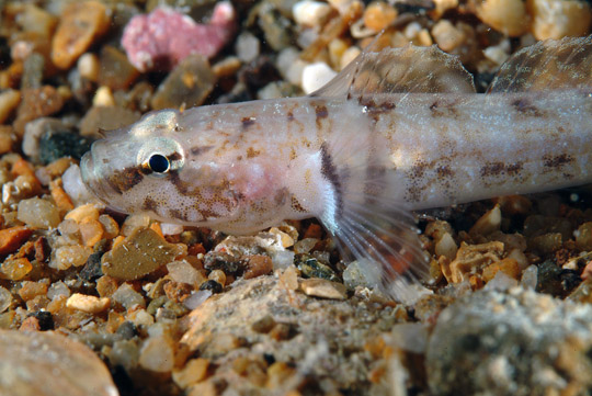 ภาพ ปลาบู่บู่ (Chromogobius zebratus)