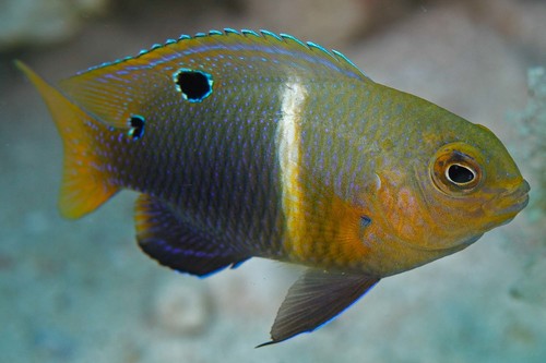 ภาพ ปลาสลิดหินน้ำลึกแนวปะการัง (Chrysiptera biocellata)