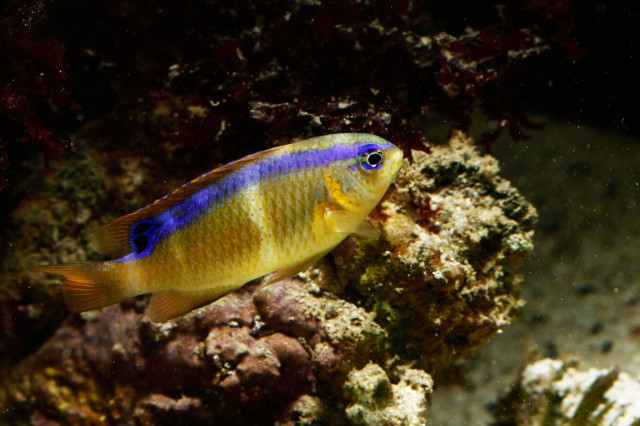 ภาพ ปลาสลิดหิน brownriggii (Chrysiptera brownriggii)