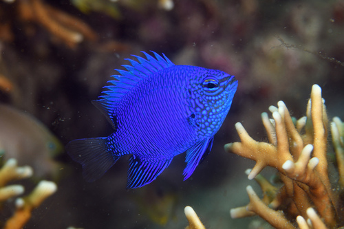 ภาพ ปลาสลิดหินน้ำเงิน (Chrysiptera cymatilis)
