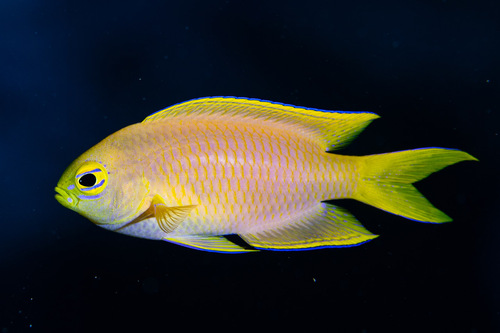 ภาพ ปลาสลิดหินเหลืองคานารี (Chrysiptera galba)