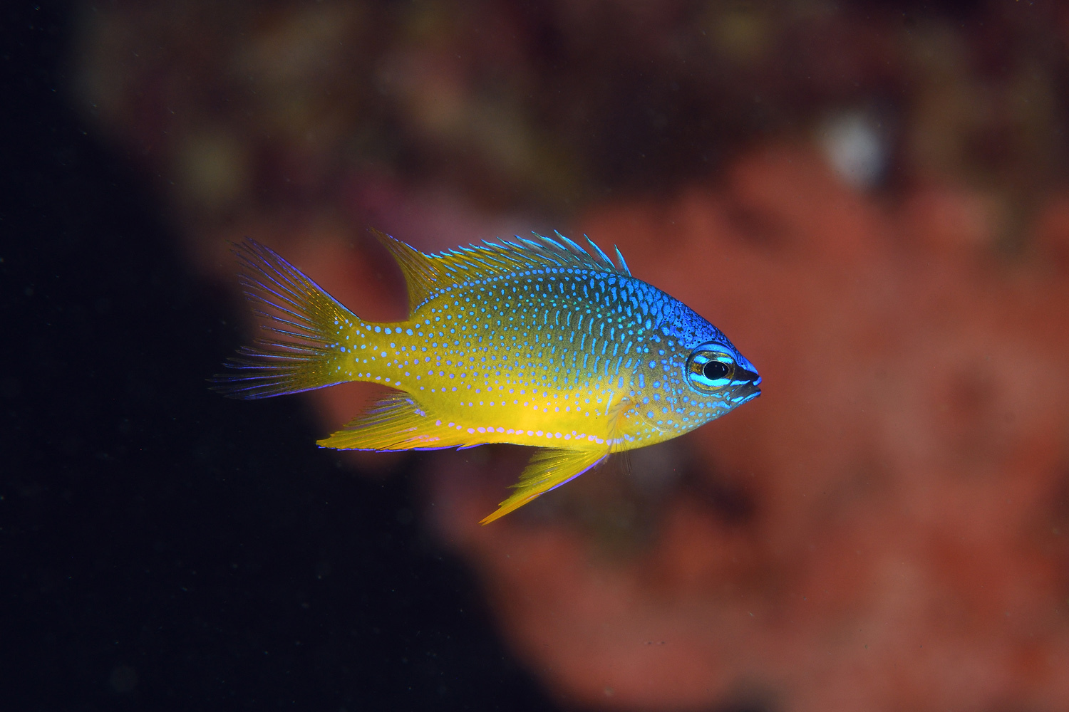 ภาพ ปลาสลิดหิน papuensis (Chrysiptera papuensis)