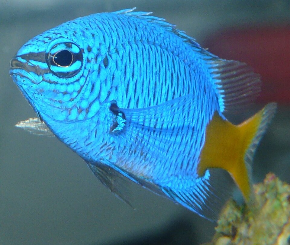 ภาพ ปลาสลิดหินหางเหลือง (Chrysiptera parasema)