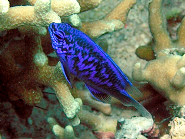 ภาพ ปลาสลิดหิน springeri (Chrysiptera springeri)