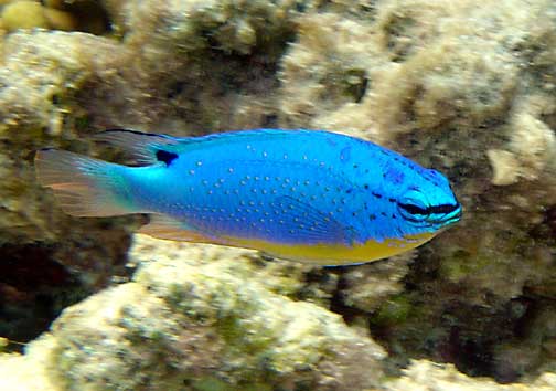 ภาพ ปลาสลิดหินน้ำเงิน (Chrysiptera taupou)