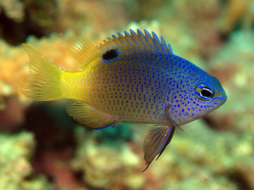 ภาพ ปลาสลิดหิน traceyi (Chrysiptera traceyi)