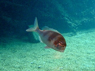 ภาพ ปลา anglicus (Chrysoblephus anglicus)
