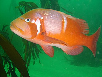 ภาพ ปลา laticeps (Chrysoblephus laticeps)