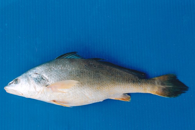 ภาพ ปลาจวดครีบเหลือง (Chrysochir aureus)