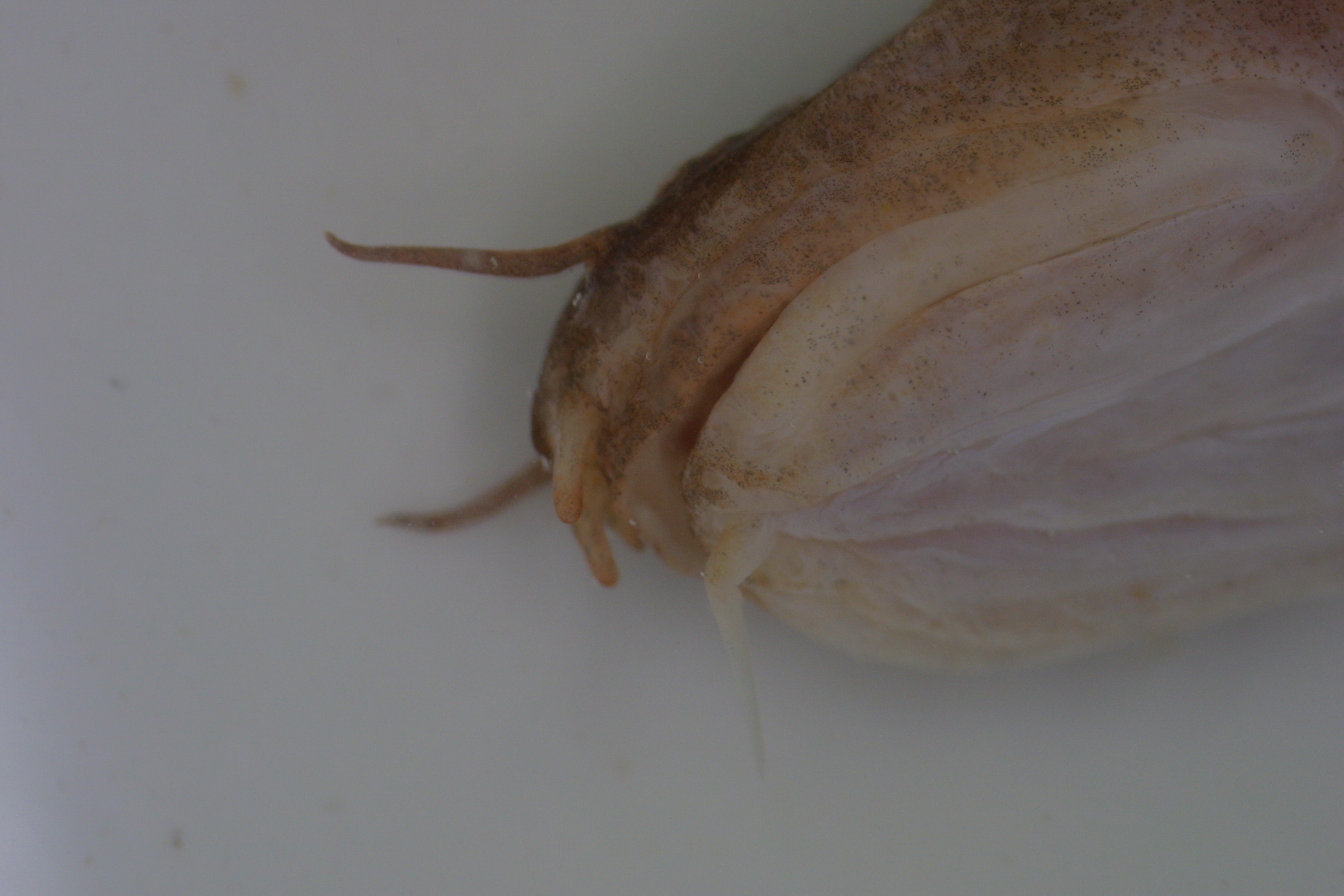 ภาพ ปลา septentrionalis (Ciliata septentrionalis)