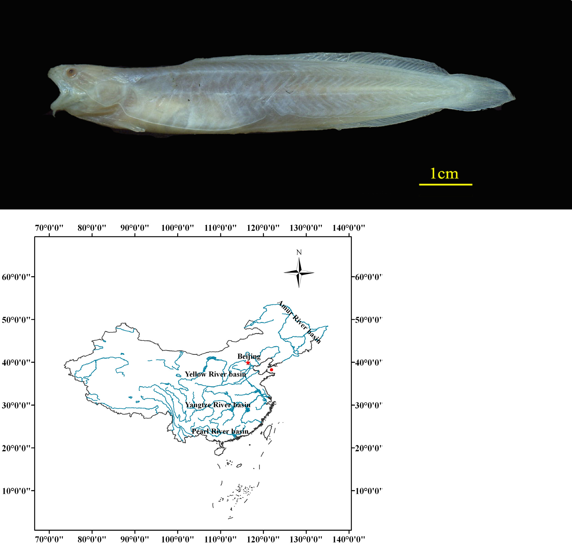 ภาพ ปลา tchangi (Ciliata tchangi)