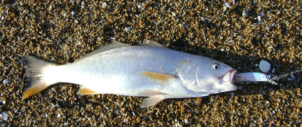ภาพ ปลาจวด gilberti (Cilus gilberti)