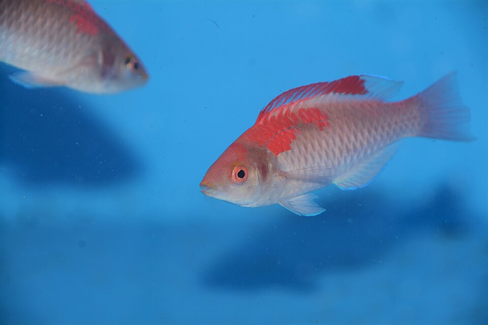 ภาพ ปลานกขุนทองนางฟ้านางฟ้า (Cirrhilabrus adornatus)