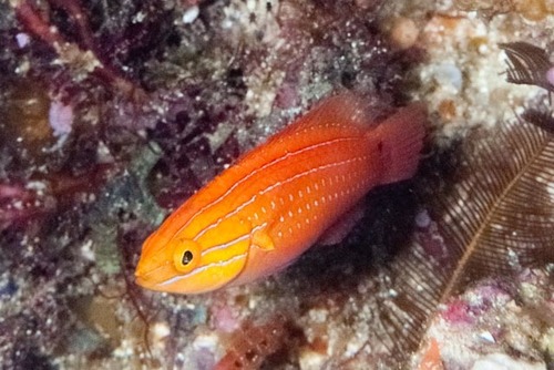 ภาพ ปลานกขุนทองนางฟ้าแอฟริกาครีบยาวนางฟ้า (Cirrhilabrus africanus)