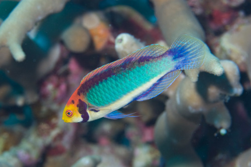 ภาพ ปลานกขุนทองนางฟ้านางฟ้า (Cirrhilabrus aquamarinus)