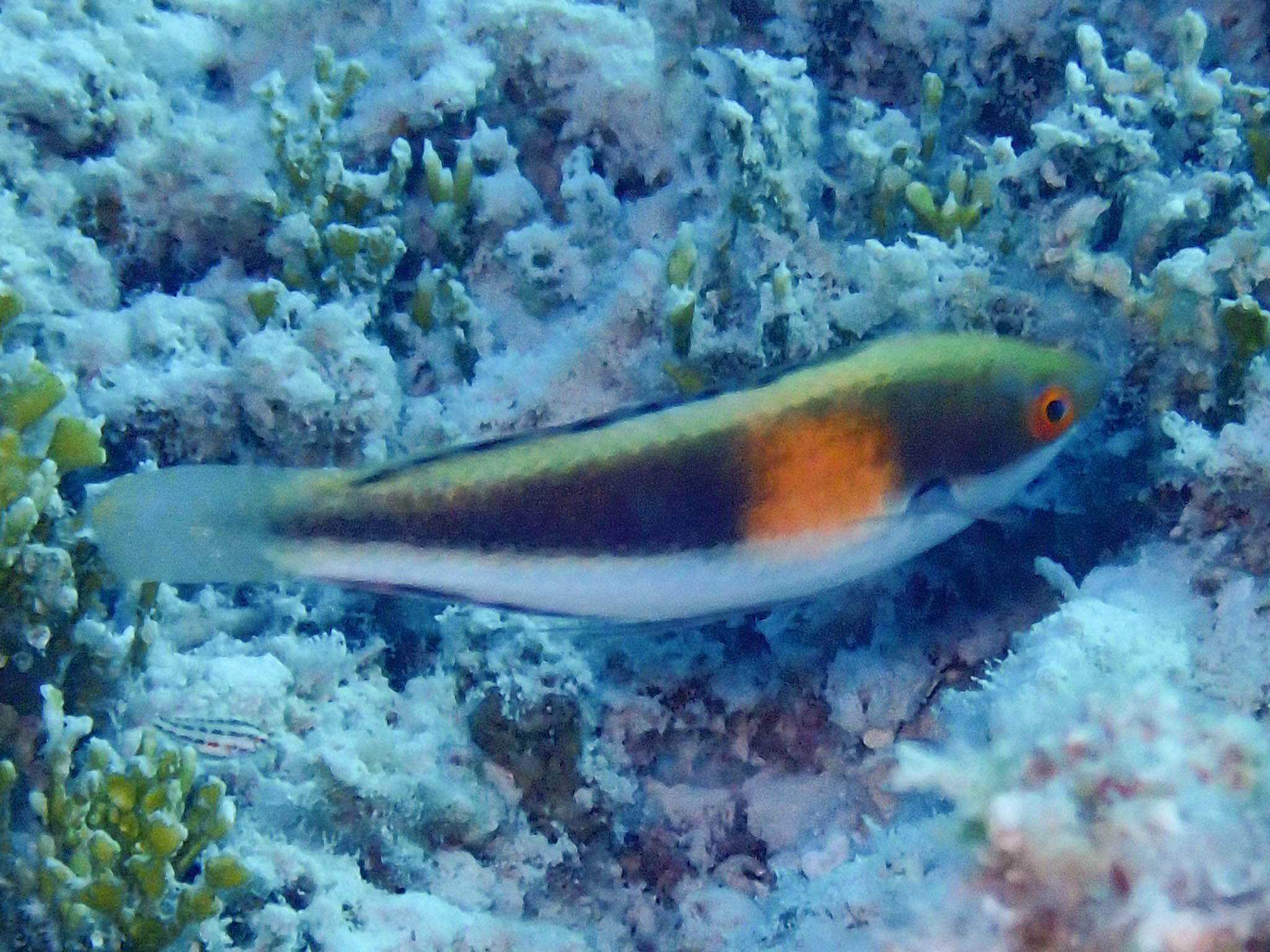 ภาพ ปลานกขุนทองนางฟ้า balteatus (Cirrhilabrus balteatus)