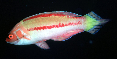 ภาพ ปลานกขุนทองนางฟ้าม่วง (Cirrhilabrus blatteus)
