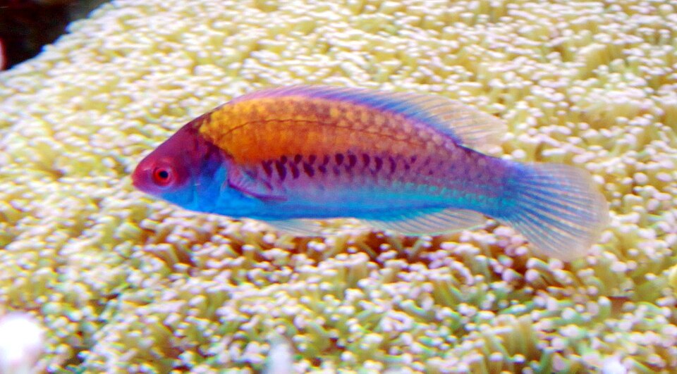 ภาพ ปลานกขุนทองนางฟ้าน้ำเงินนางฟ้า (Cirrhilabrus cyanopleura)