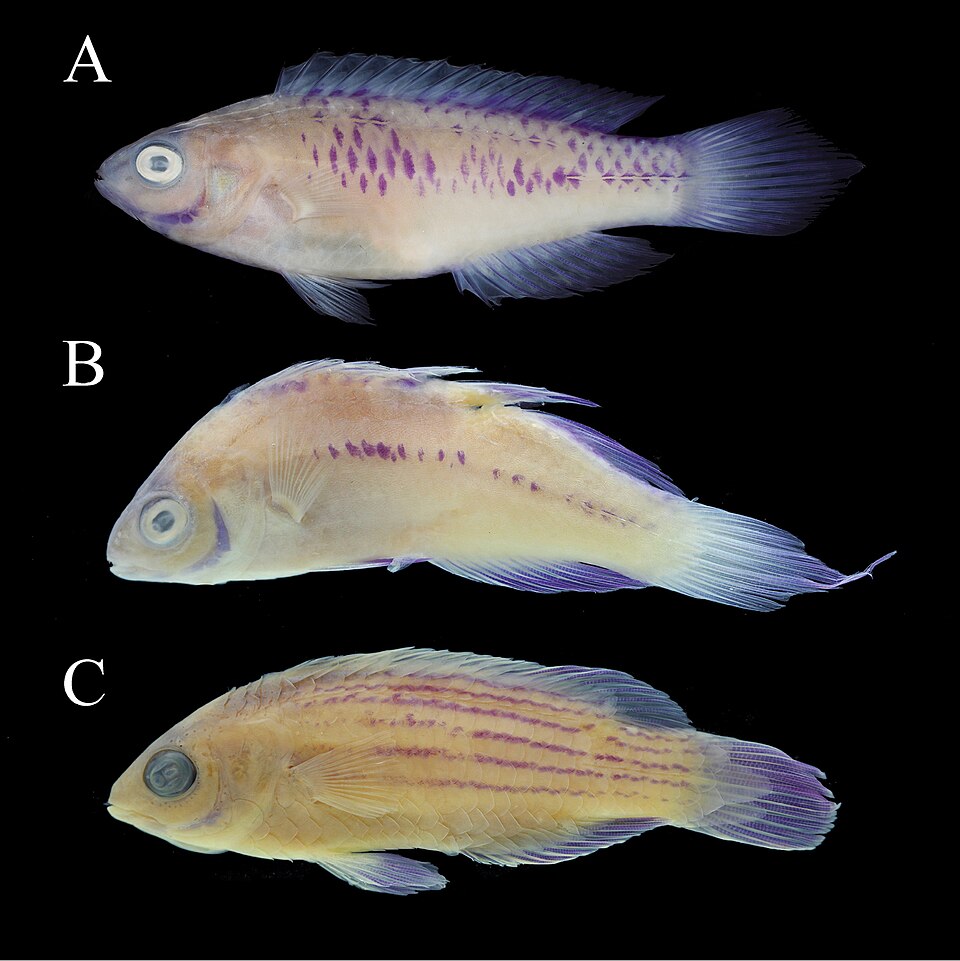 ภาพ ปลานกขุนทองนางฟ้าส้มลายเส้นนางฟ้า (Cirrhilabrus earlei)