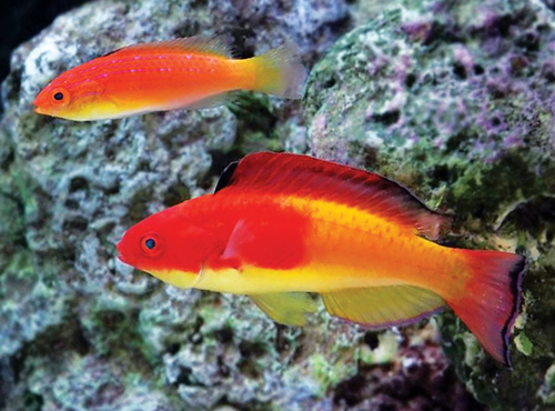 ภาพ ปลานกขุนทองนางฟ้านางฟ้า (Cirrhilabrus efatensis)
