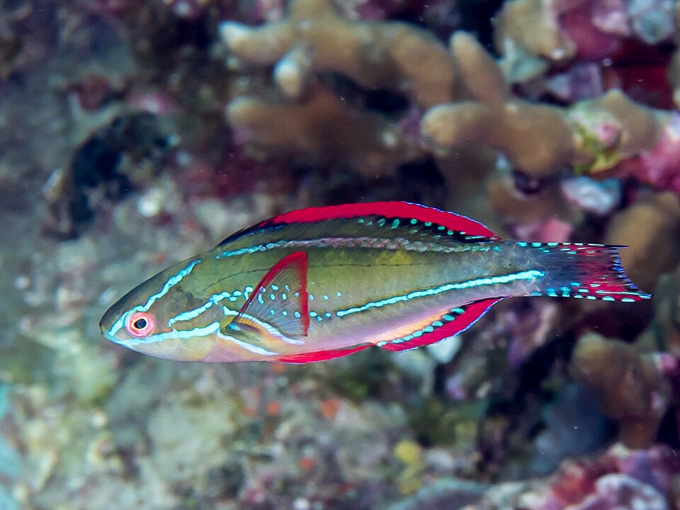 ภาพ ปลานกขุนทองนางฟ้านางฟ้า (Cirrhilabrus exquisitus)