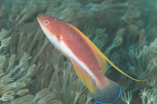 ภาพ ปลานกขุนทองนางฟ้าชวา (Cirrhilabrus filamentosus)