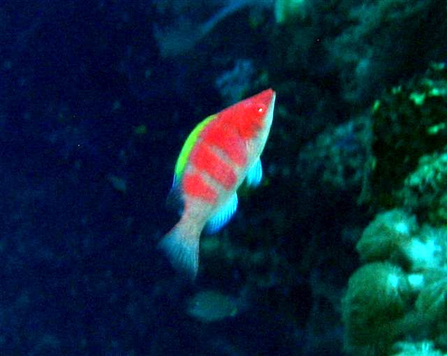 ภาพ ปลานกขุนทองนางฟ้าเหลืองนางฟ้า (Cirrhilabrus flavidorsalis)
