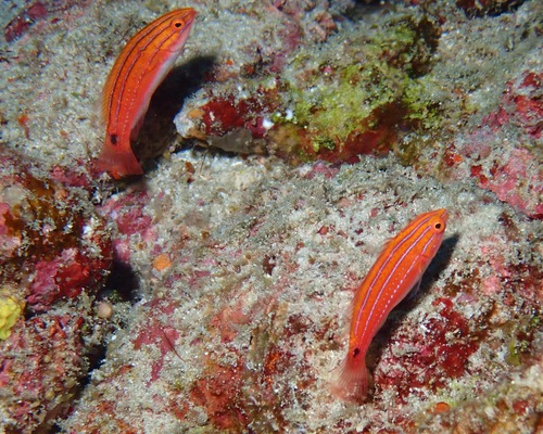 ภาพ ปลานกขุนทองนางฟ้านางฟ้า (Cirrhilabrus joanallenae)