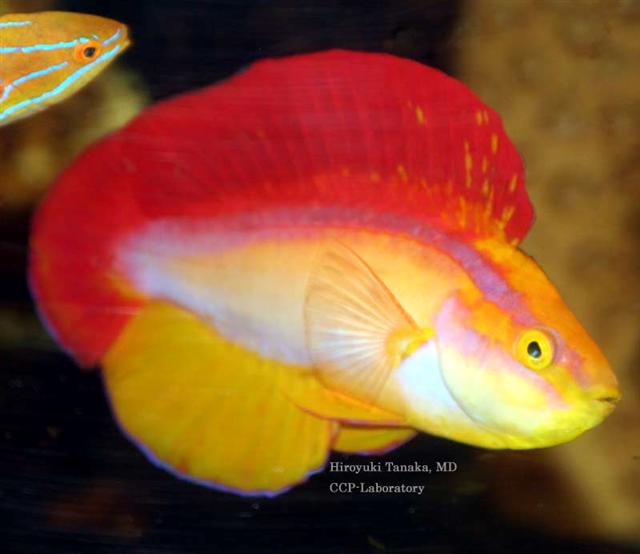 ภาพ ปลานกขุนทองนางฟ้าเปลวไฟนางฟ้า (Cirrhilabrus jordani)