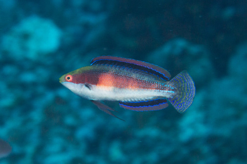 ภาพ ปลานกขุนทองนางฟ้า katherinae (Cirrhilabrus katherinae)