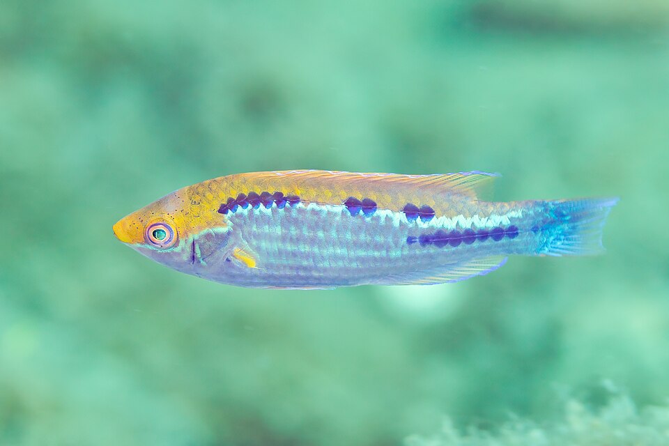 ภาพ ปลานกขุนทองนางฟ้า lubbocki (Cirrhilabrus lubbocki)