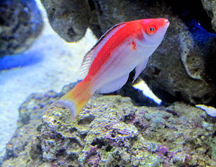 ภาพ ปลานกขุนทองนางฟ้านางฟ้า (Cirrhilabrus marjorie)