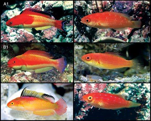 ภาพ ปลานกขุนทองนางฟ้า nahackyi (Cirrhilabrus nahackyi)