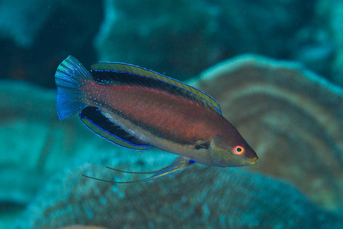 ภาพ ปลานกขุนทองนางฟ้าดำ (Cirrhilabrus punctatus)
