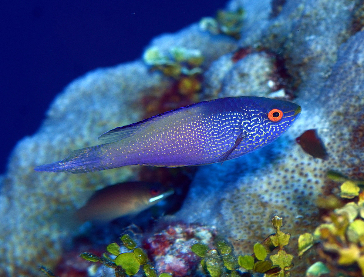 ภาพ ปลานกขุนทองนางฟ้านางฟ้า (Cirrhilabrus rhomboidalis)