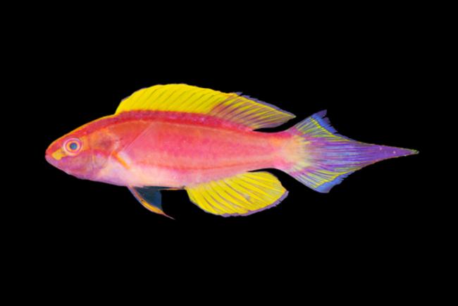 ภาพ ปลานกขุนทองนางฟ้าชมพูลายบั้งนางฟ้า (Cirrhilabrus roseafascia)