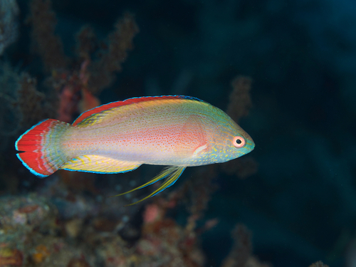 ภาพ ปลานกขุนทองนางฟ้าชมพู (Cirrhilabrus rubrimarginatus)