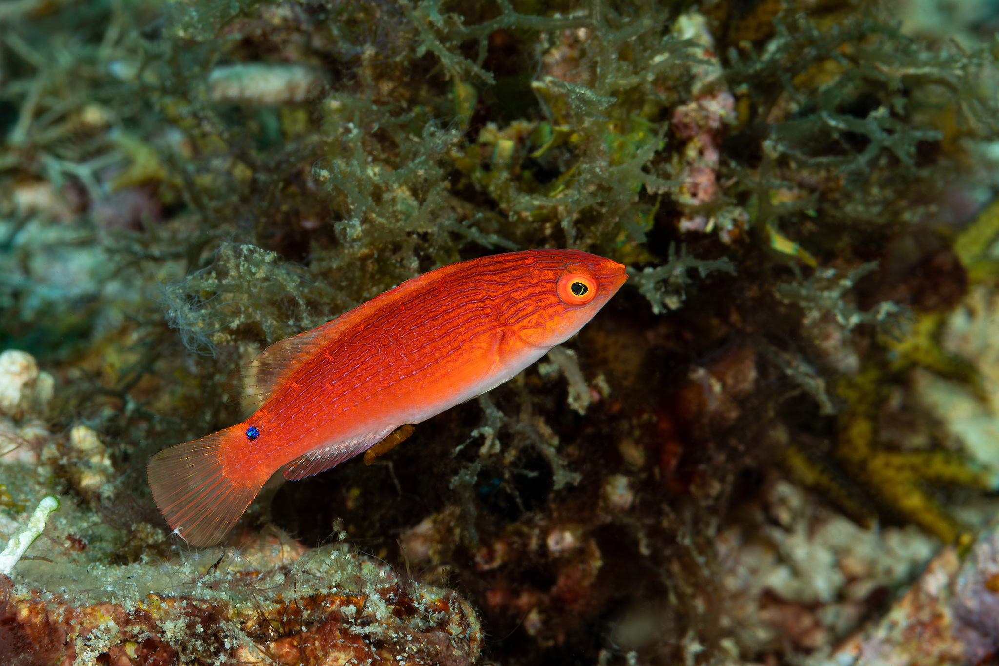 ภาพ ปลานกขุนทองนางฟ้าแดงนางฟ้า (Cirrhilabrus rubripinnis)