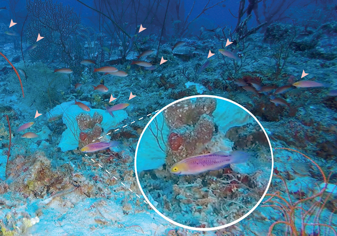 ภาพ ปลานกขุนทองนางฟ้านางฟ้า (Cirrhilabrus rubrisquamis)